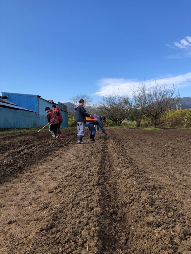 豆のための畝立て