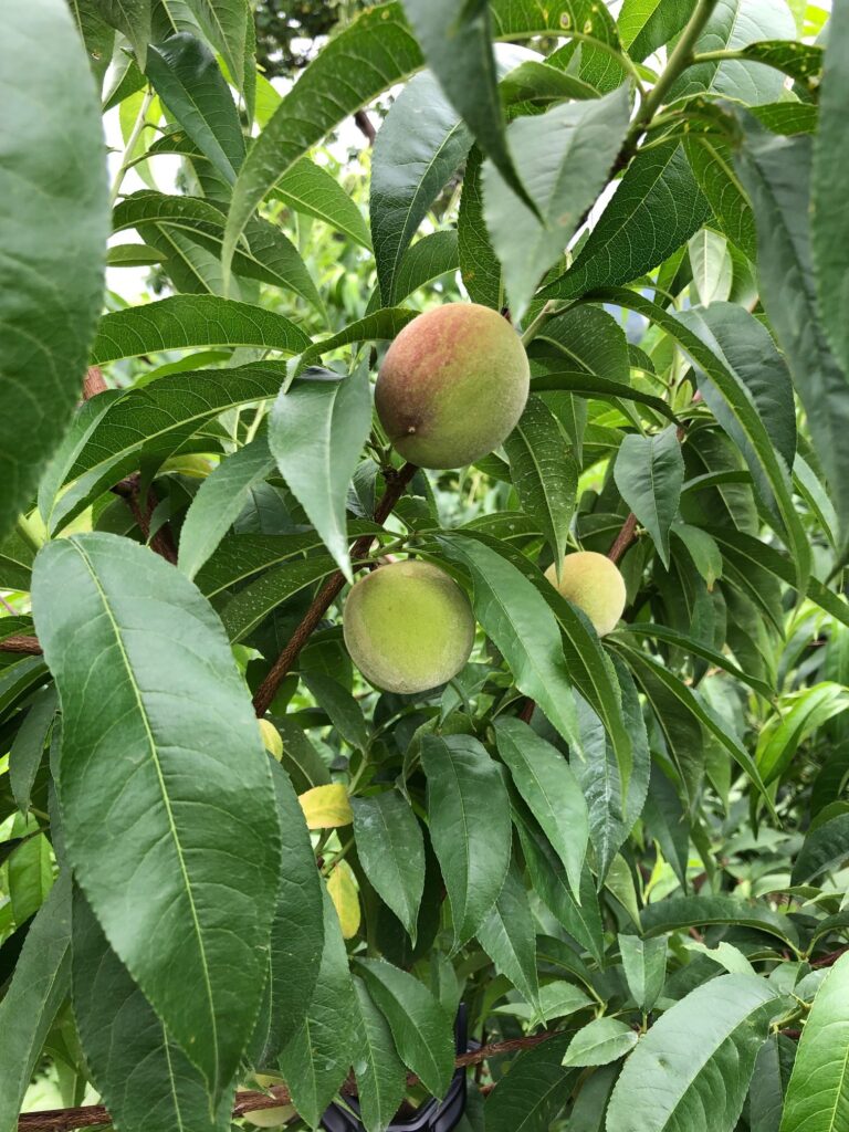 久々のいのちの木活動報告