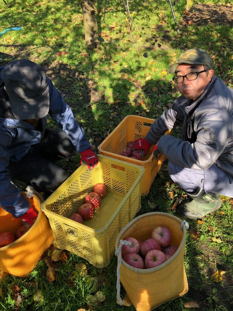 りんご収穫といきいきふくしマーケット