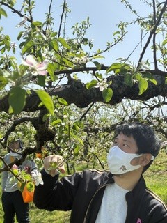 お花見